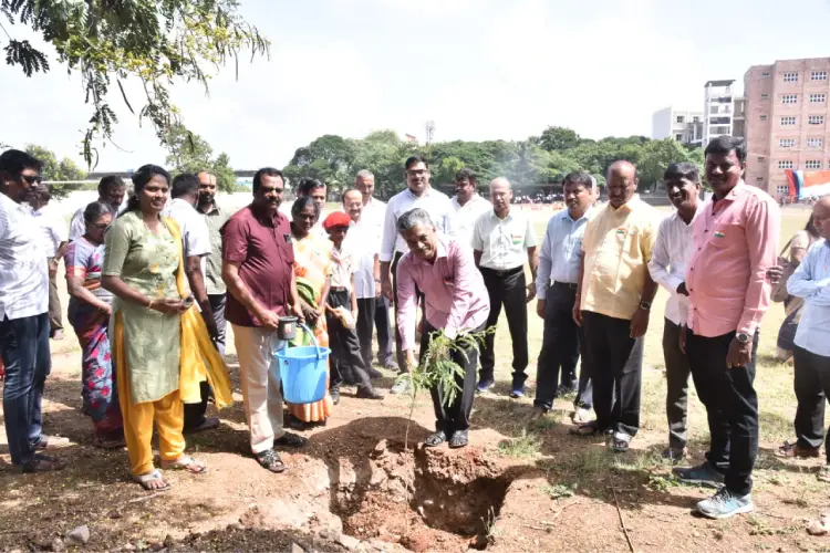 plantation of saplings