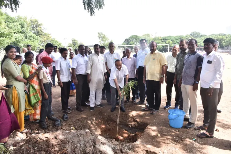 plantation of saplings