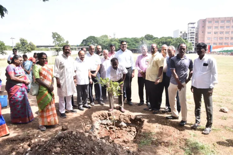 plantation of saplings