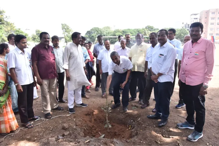 plantation of saplings