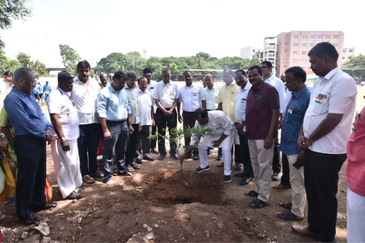 plantation of saplings